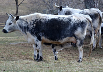Randall or Randall Lineback cattle